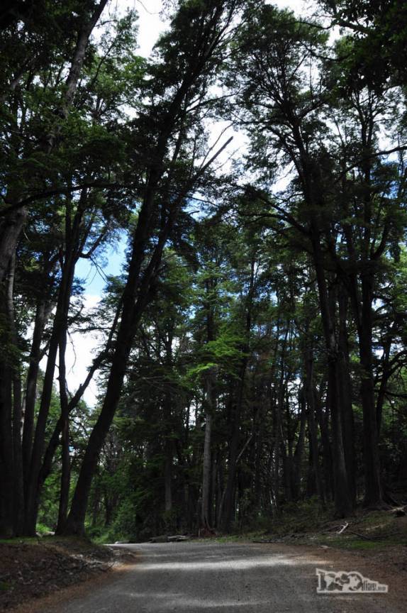 Estrada no interior do Parque Nacional Los Alerces, ao norte de Trevelin, na patagônia argentina